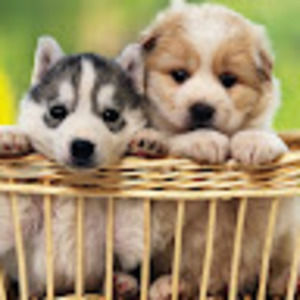 Meet your Posher, Violet